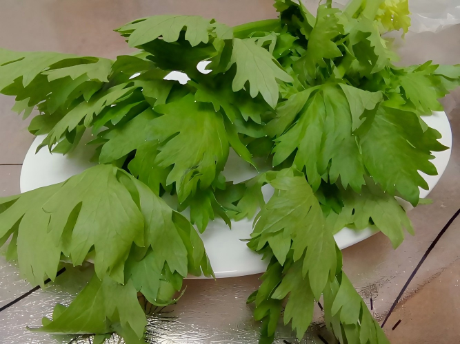 SPME-GCMS analysis of flavor substances in celery