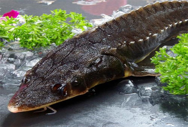 SPME-GCMS analysis of flavor substances in Sturgeon meat